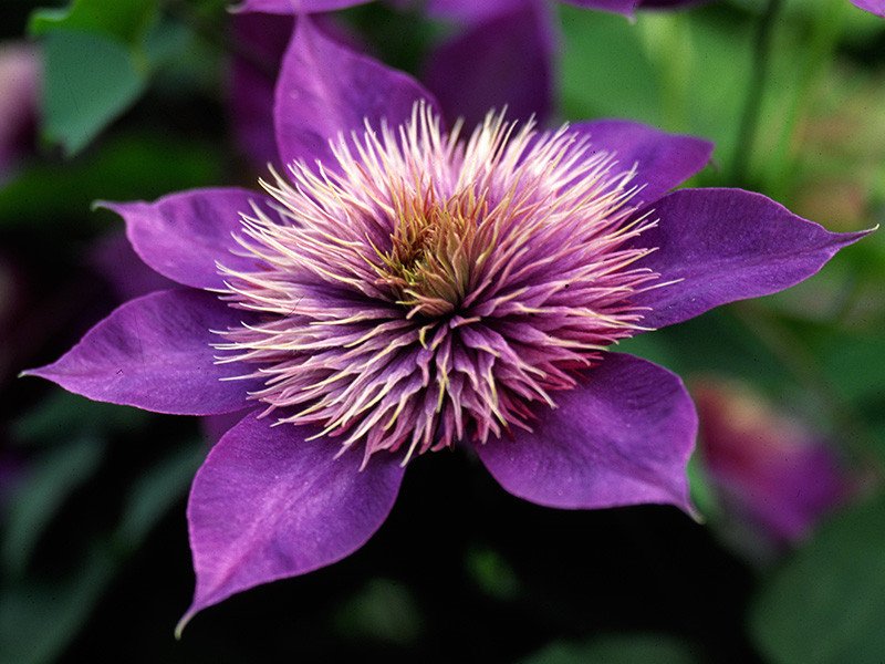 Guernsey Clematis Nurseries | Multi-Blue